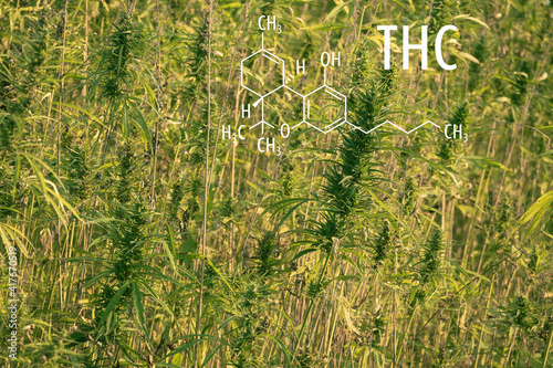 Cannabis plants with the THC chemical formula. Tetrahydrocannabinol molecule.