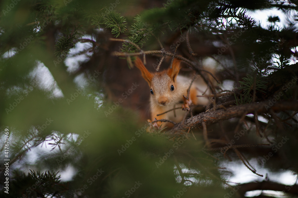 Squirrel in a natural park in warm morning light