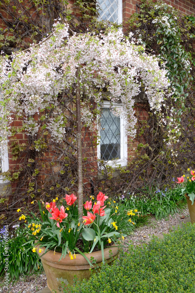 a beautiful small trained blossom tree in a pot with tulips underplanted outside a brick house 