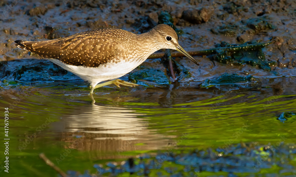 Green sandpiper, Tringa ochropus. In the early morning, the bird walks along the bank of a small river in search of food Green sandpiper, Tringa ochropus. In the early morning, the bird walks along the bank of a small river in search of food