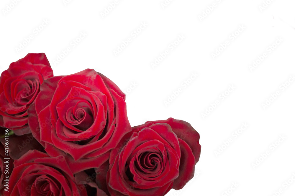 Obraz premium Red roses isolated on white background