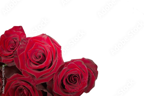 Red roses isolated on white background