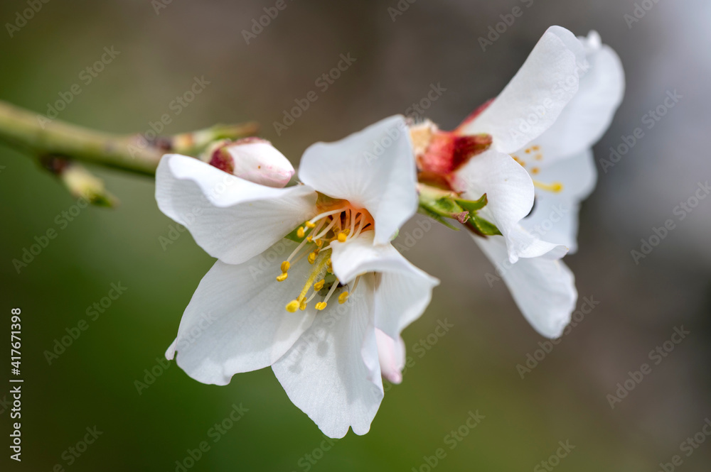 Fototapeta premium Fleurs d'amandier au printemps.
