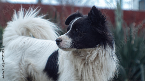street dog