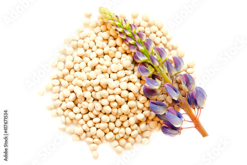 Flower and seeds of lupine on a white background, top view. Lupinus polyphyllus. Lupine inflorescence, leaf and seeds, top view. Seeds and lupine flower isolated on white background, top view.