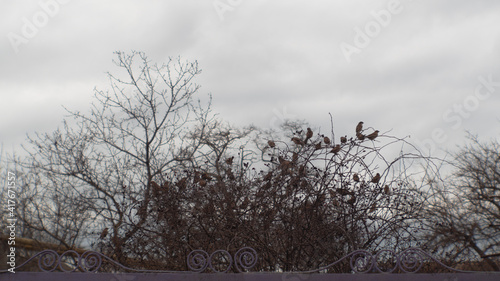 sparrows on the branches