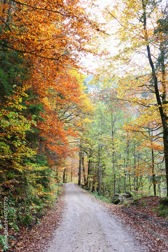Wanderweg im Herbst © pfyffy