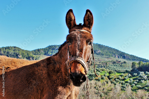 Tableau sur toile donkey in the mountains