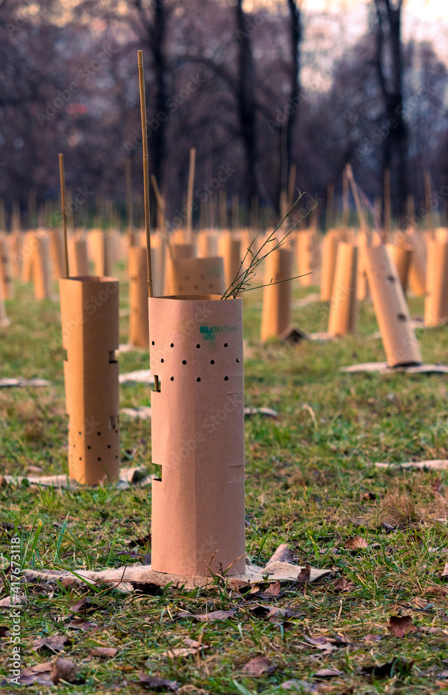 new trees were planted in the Pellerina park protected by biodegradable cardboard new trees were planted in the Pellerina park protected by biodegradable cardboard