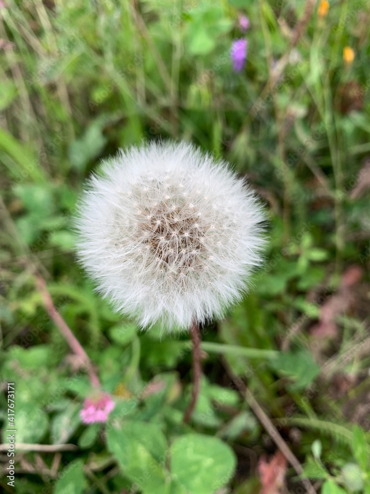 Dandelion flower very fluffy in summer, white ball, macro photo Dandelion flower very fluffy in summer, white ball, macro photo