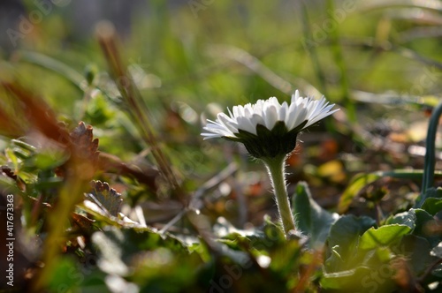 white flower in the grass