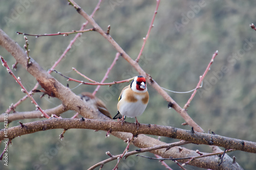 European goldfinch with sunflower seed