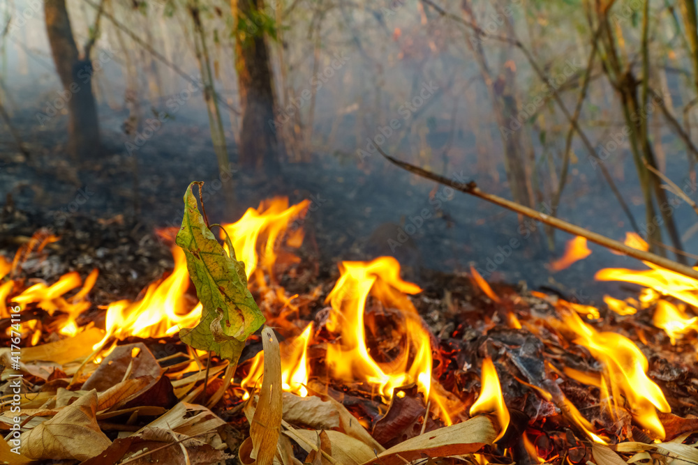 Forest fire disaster is burning caused by human Forest fire disaster is burning caused by human