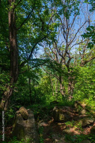 Forest landscape with rich plants and trunks, Armenia © vahanabrahamyan