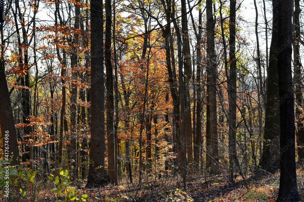 Autumn sunlight streaming through the November woods Autumn sunlight streaming through the November woods