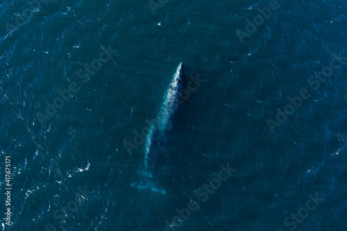 Drone: Grey whales at the sea