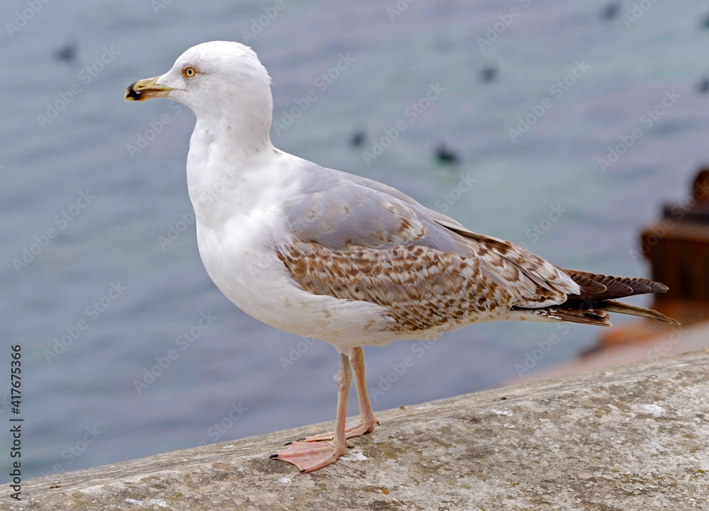 Fototapeta premium White and grey seagull