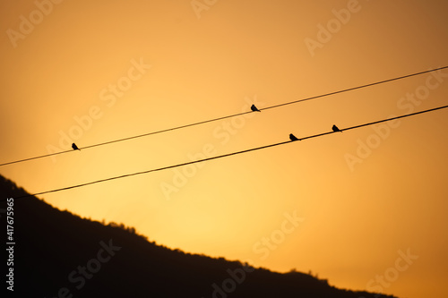 sunset with birds perched on a light wire