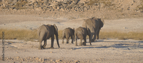 In Africas oldest wildlife national park there are lots of elephants photo