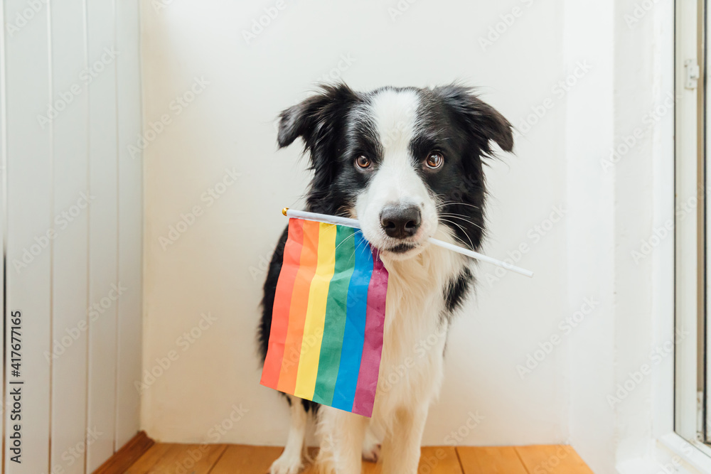 Funny cute puppy dog border collie holding LGBT rainbow flag in mouth on white background at home indoor. Dog Gay Pride portrait. Equal rights for lgbtq community concept.