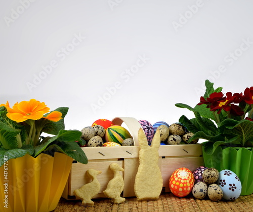 primroses, painted eggs and bunny shaped cookies on white background photo