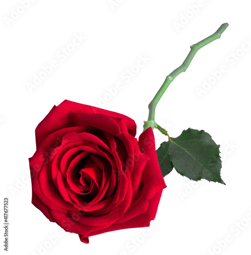 red rose on white background