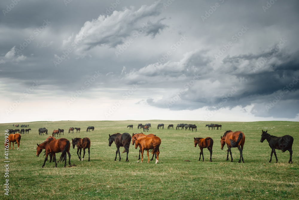 Fototapeta premium a herd of horses grazing on the plain in a thunderstorm. Landscape with animals