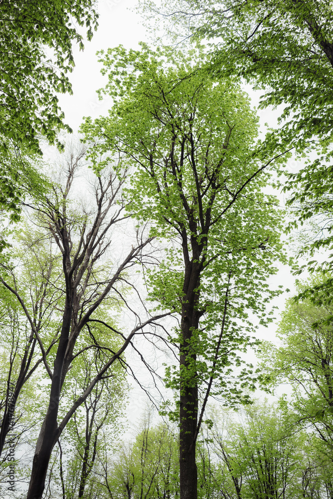 Fototapeta premium tree with green leaves in spring, lush forest detail