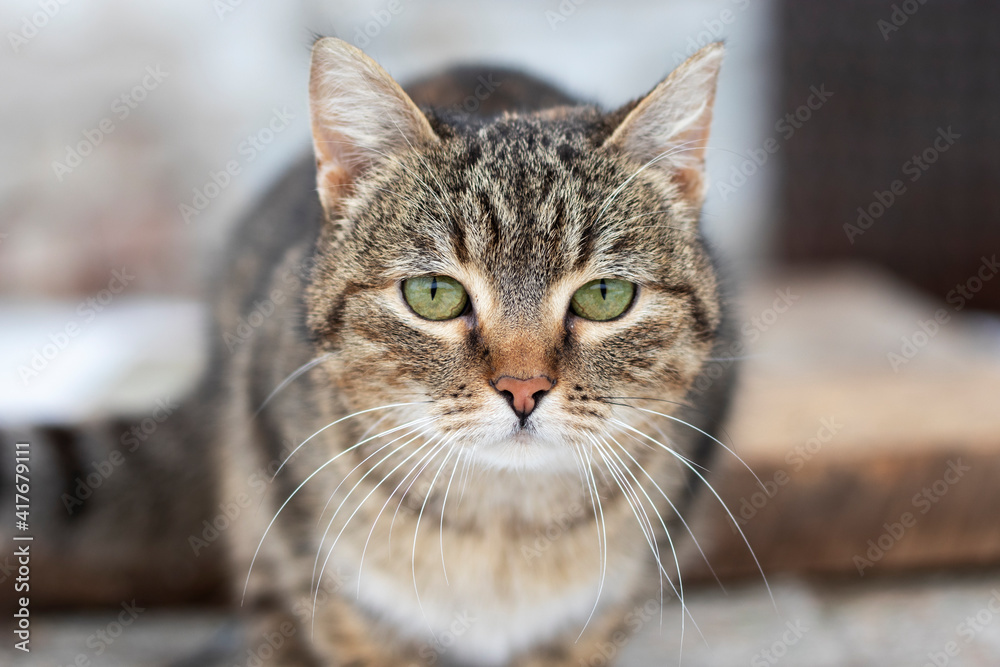 Stray cat on wooden bench in park. Portrait of a homeless cat. Stray cat on wooden bench in park. Portrait of a homeless cat.