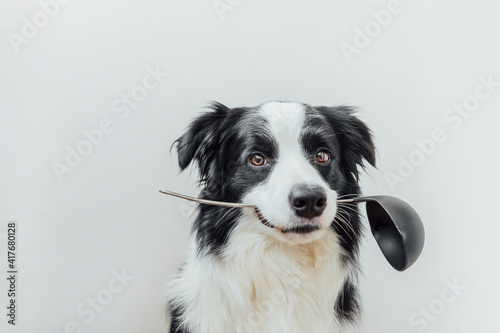 Funny portrait of cute puppy dog border collie holding kitchen spoon ladle in mouth isolated on white background. Chef dog cooking dinner. Homemade food  restaurant menu concept. Cooking process