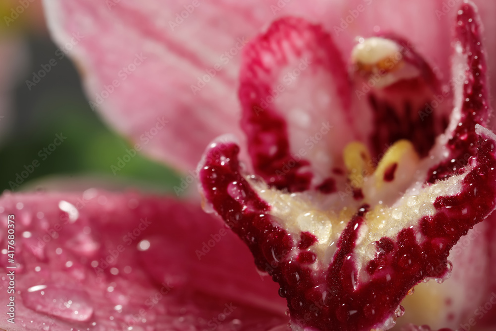Closeup view of beautiful blooming flower with dew drops Closeup view of beautiful blooming flower with dew drops