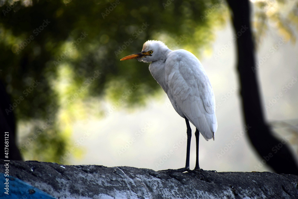 Beautiful picture of white bird on wall. Background Blur Beautiful picture of white bird on wall. Background Blur