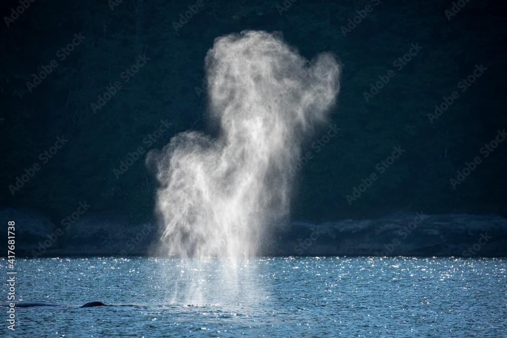 USA, Alaska, Mist from exhaled breath of Humpback Whale (Megaptera