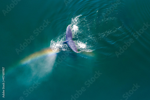 USA, Alaska, Aerial view rainbow and mist above diving Humpback Whale (Megaptera novaeangliae) on Frederick Sound on summer afternoon © Danita Delimont