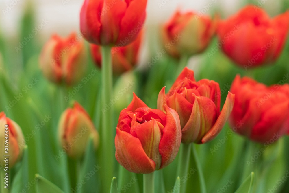 Red tulips blooming in the spring garden