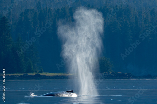 USA, Alaska, Mist from exhaled breath of Humpback Whale (Megaptera novaeangliae) swimming in Frederick Sound near Kupreanof Island