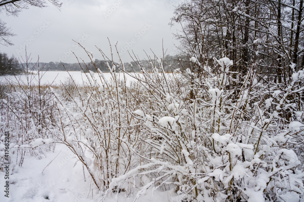 Shrubs covered in snow on a crispy cold winter day. Picture from Scania county, Sweden Shrubs covered in snow on a crispy cold winter day. Picture from Scania county, Sweden
