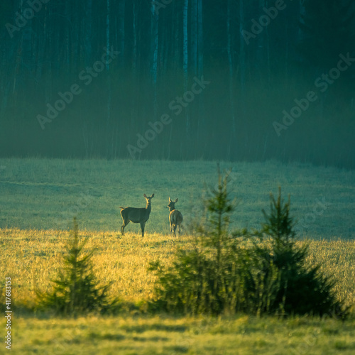 Wild deer herd grazing in the meadow in distance. Springtime scenery in the morning in Northern Europe.