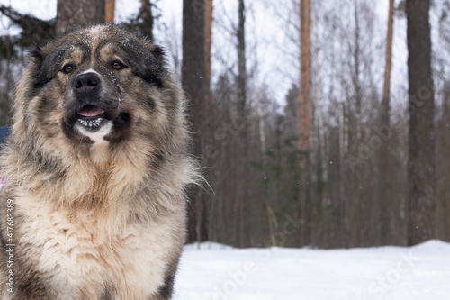 The Caucasian shepherd dog is a large guard dog fluffy photo
