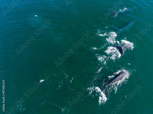 USA, Alaska, Aerial view of Humpback Whales (Megaptera novaeangliae) diving at surface of Frederick Sound while bubble net feeding on herring shoal on summer afternoon