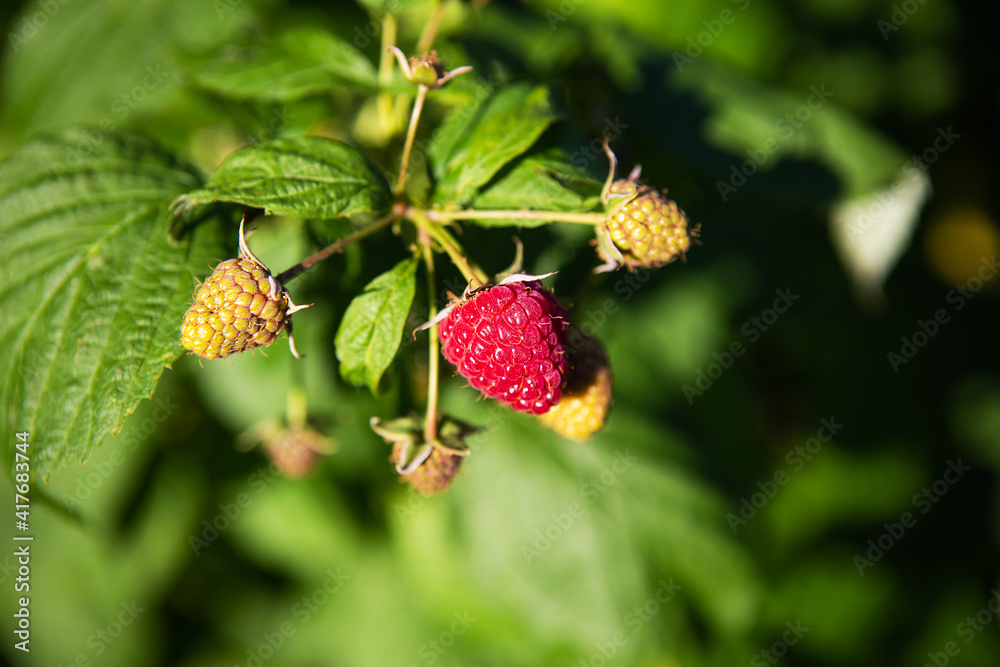 A very ripe and unripe raspberry hanging from a branch, shot in close-up. Sunny summer day, close-up. A very ripe and unripe raspberry hanging from a branch, shot in close-up. Sunny summer day, close-up.