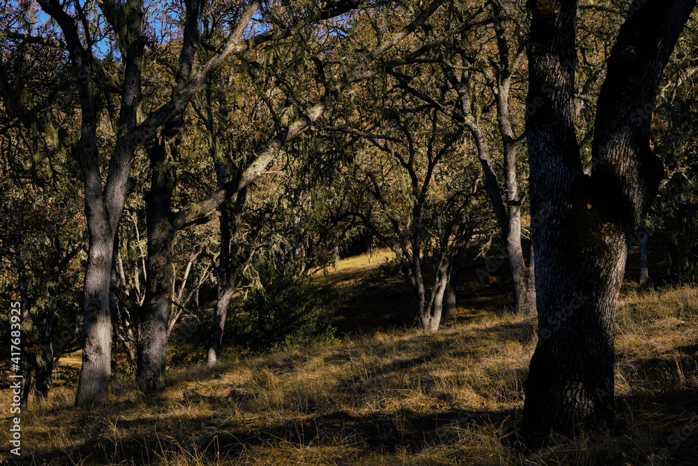 autumn in the forest