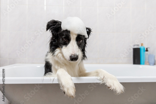 Funny indoor portrait of puppy dog border collie sitting in bath gets bubble bath showering with shampoo. Cute little dog wet in bathtub in grooming salon. Clean dog with funny foam soap on head © Юлия Завалишина
