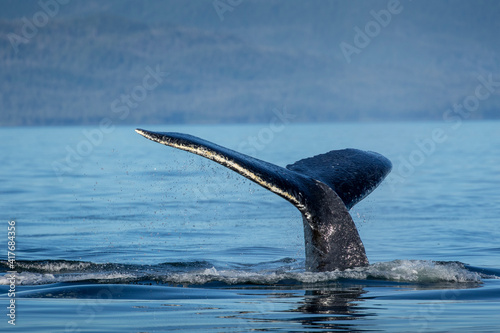 USA, Alaska, Humpback Whale (Megaptera novaeangliae) diving in Frederick Sound on summer afternoon