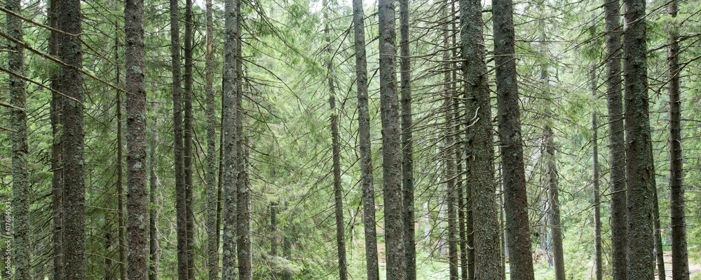 green Forest trees. nature green wood sunlight backgrounds green Forest trees. nature green wood sunlight backgrounds