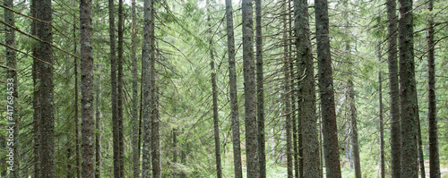 green Forest trees. nature green wood sunlight backgrounds