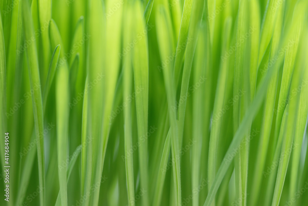 Macro Close-up of Organic Wheatgrass Sprouts. beautiful water drop sparkle in sun on leaf in sunlight, Fresh Wheatgrass plant organic for squeeze juice. Nature background. Texture. copy space. Macro Close-up of Organic Wheatgrass Sprouts. beautiful water drop sparkle in sun on leaf in sunlight, Fresh Wheatgrass plant organic for squeeze juice. Nature background. Texture. copy space.