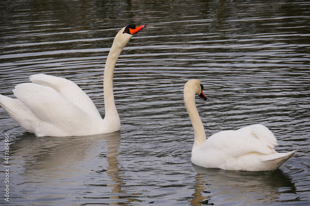 Fototapeta premium two white swans swim on the lake and one is stretching his neck up Cygnus olor