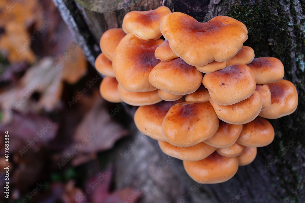 Group of Flammulina Velutipes, edible mushrooms growing on a tree trunk. Red and Orange colored. Copy space. Group of Flammulina Velutipes, edible mushrooms growing on a tree trunk. Red and Orange colored. Copy space.