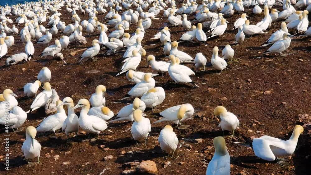 Video shot from various angles, showing exquisite gannet bird flock, as they feast on food from ground, deep blue sea serves as a lovely backdrop Video shot from various angles, showing exquisite gannet bird flock, as they feast on food from ground, deep blue sea serves as a lovely backdrop